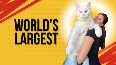 Meet The LARGEST Cat On The Planet!