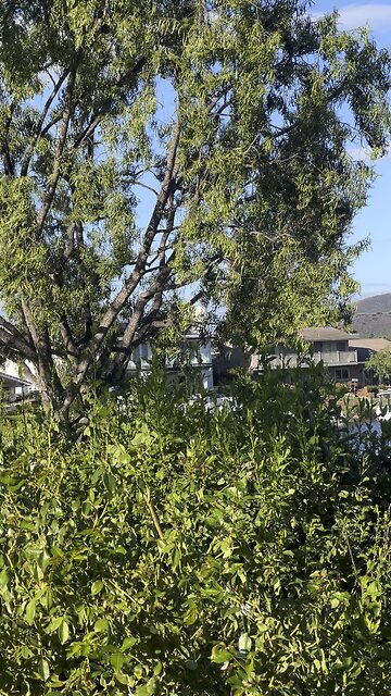 Zephaniah 1 NKJV 🇺🇸