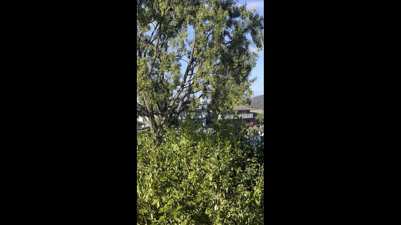 Zephaniah 1 NKJV 🇺🇸