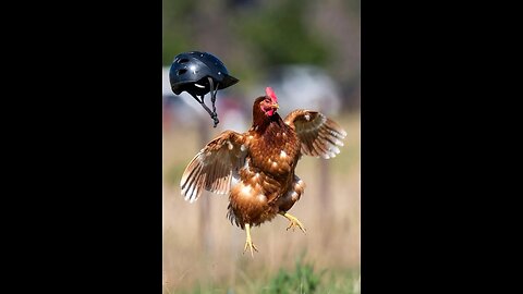 🐔🎢 Coaster Spins… Hen Regrets It!