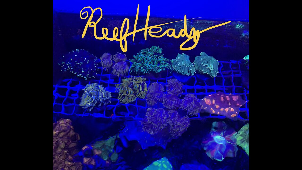 Large corals or frags available