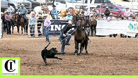 Top 12 Tie-down Roping Short Go🐂 2024 Spicer Gripp Memorial Roping