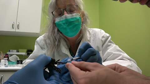 Veterinarian draws "blood" from Tarantula named Kristen