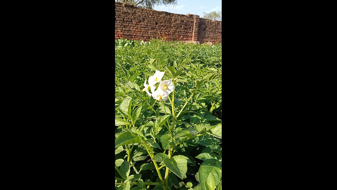 potato flower