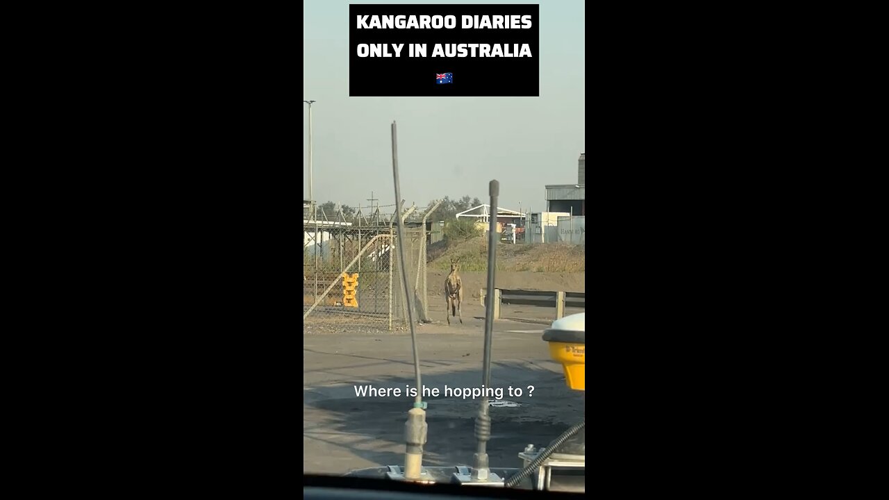 Kangaroo diaries only in Australia 🇦🇺