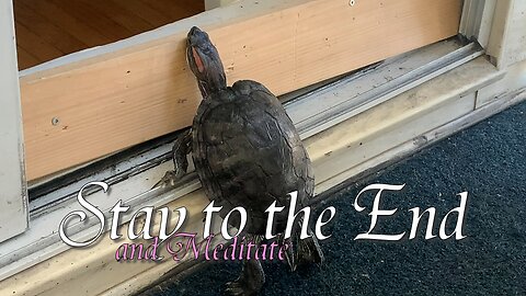 🐢 Even a Turtle Needs to 'Take a Stand'. #mindfulness #determination #turtlepower