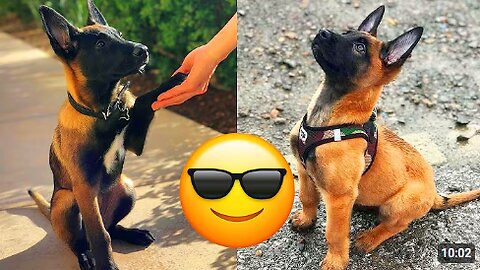Belgian Malinois — Majestic And Hilarious Videos And Tik Toks Compilation