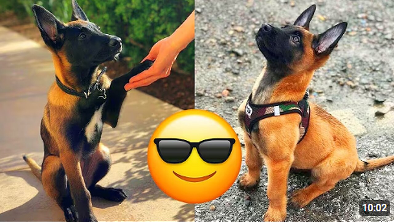 Belgian Malinois — Majestic And Hilarious Videos And Tik Toks Compilation