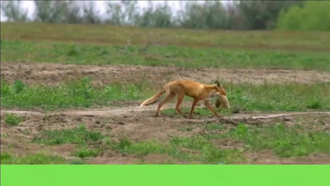 The Fox: Nature's Perfect Opportunist 🦊🐿️