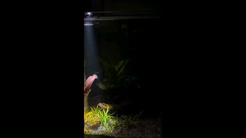 Two worlds stacked in silence.