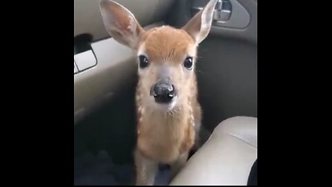 A deer sitting in a car is making melodious noises