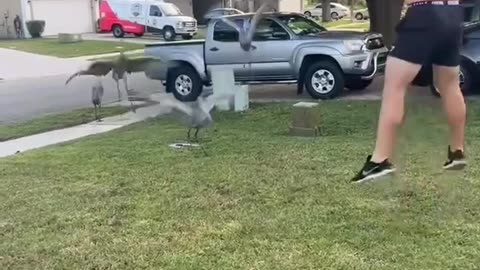 Man Teaches Birds to Dance – Feathered Moves You Can’t Miss!