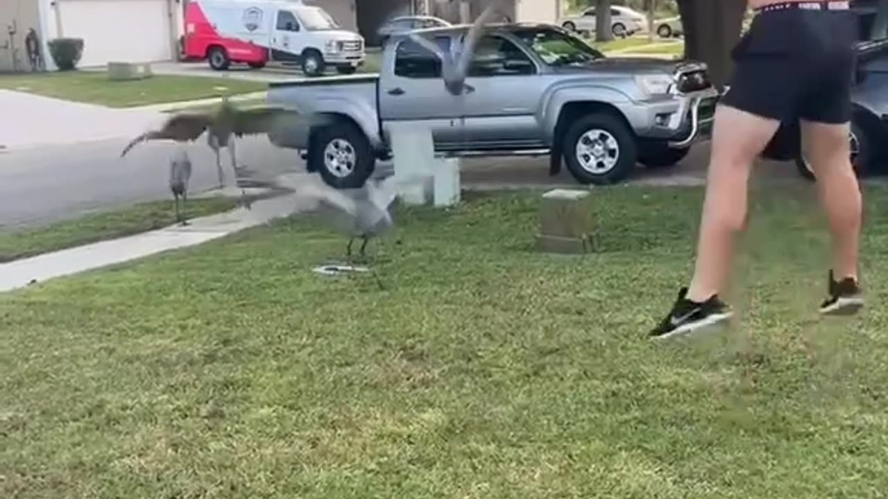 Man Teaches Birds to Dance – Feathered Moves You Can’t Miss!