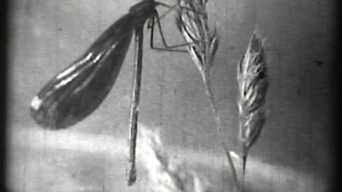 Water Insects