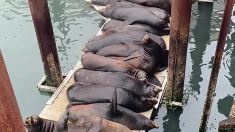 Sea Lion Scooching In