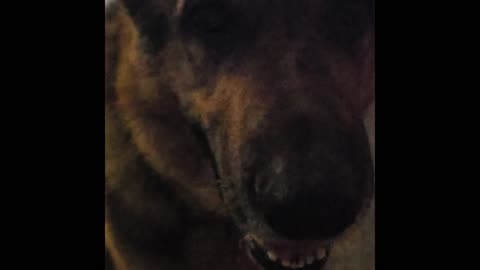 Virgil german shepherd.