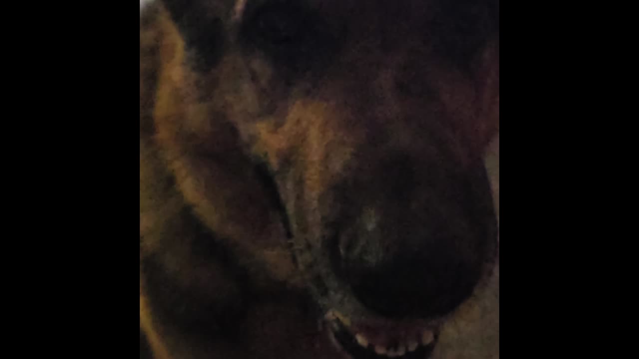 Virgil german shepherd.