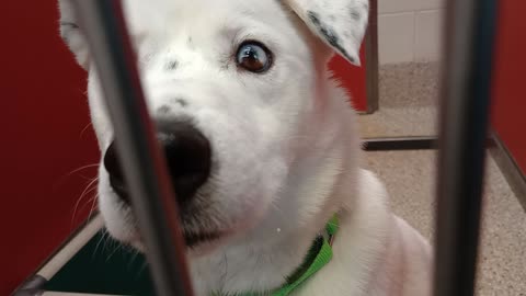 Cisco 3y A848946 Burger 4y A880122 kennel 44 pod 2 PACC shelter fed, so separated, safer20251112617