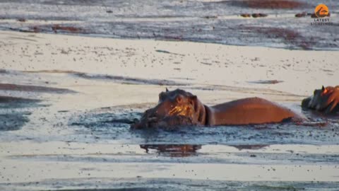 Impala Tries to Escape Lions, But Faces a Hippo’s Deadly Wrath!