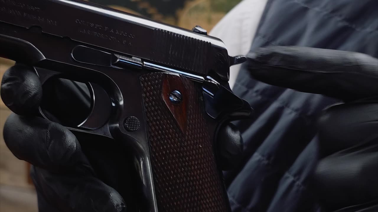 Gorgeous Government Model Colts!