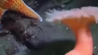 🐳😱 Bikini Bottom's Speedy Escape: Anemone Outruns Starfish! | FunFM