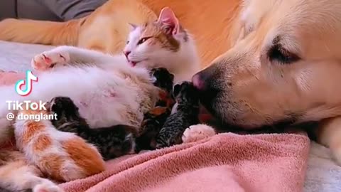 cute animals