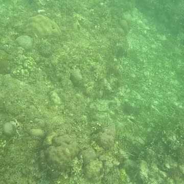 Snorkeling Through Serenity