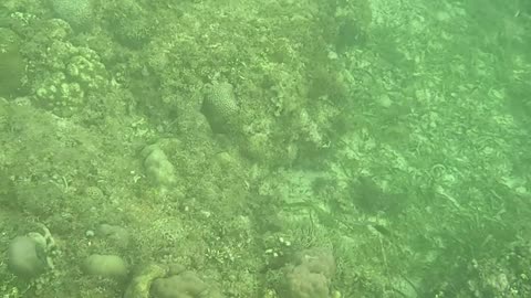 Snorkeling Through Serenity