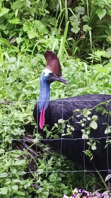 Cassowary Australia 🇦🇺