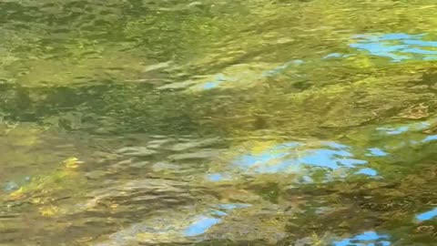 Daily Horoscope | Aquarius 🌟