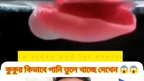 "Dog Water Drinking Style – অবাক করবে আপনাকে!" 🐶💧