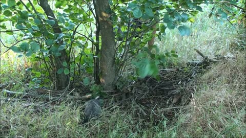 Hunting possums