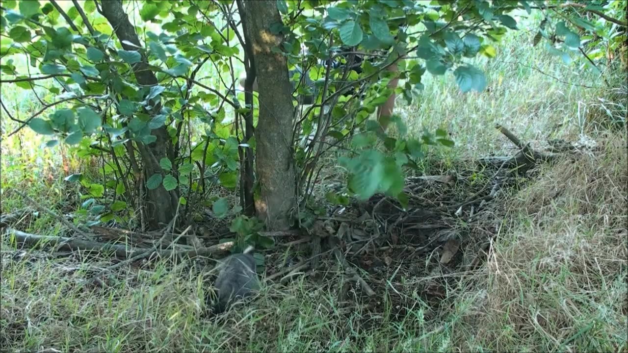 Hunting possums