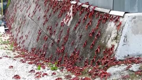 Millions of migrating crabs cross Christmas Island to reach the ocean