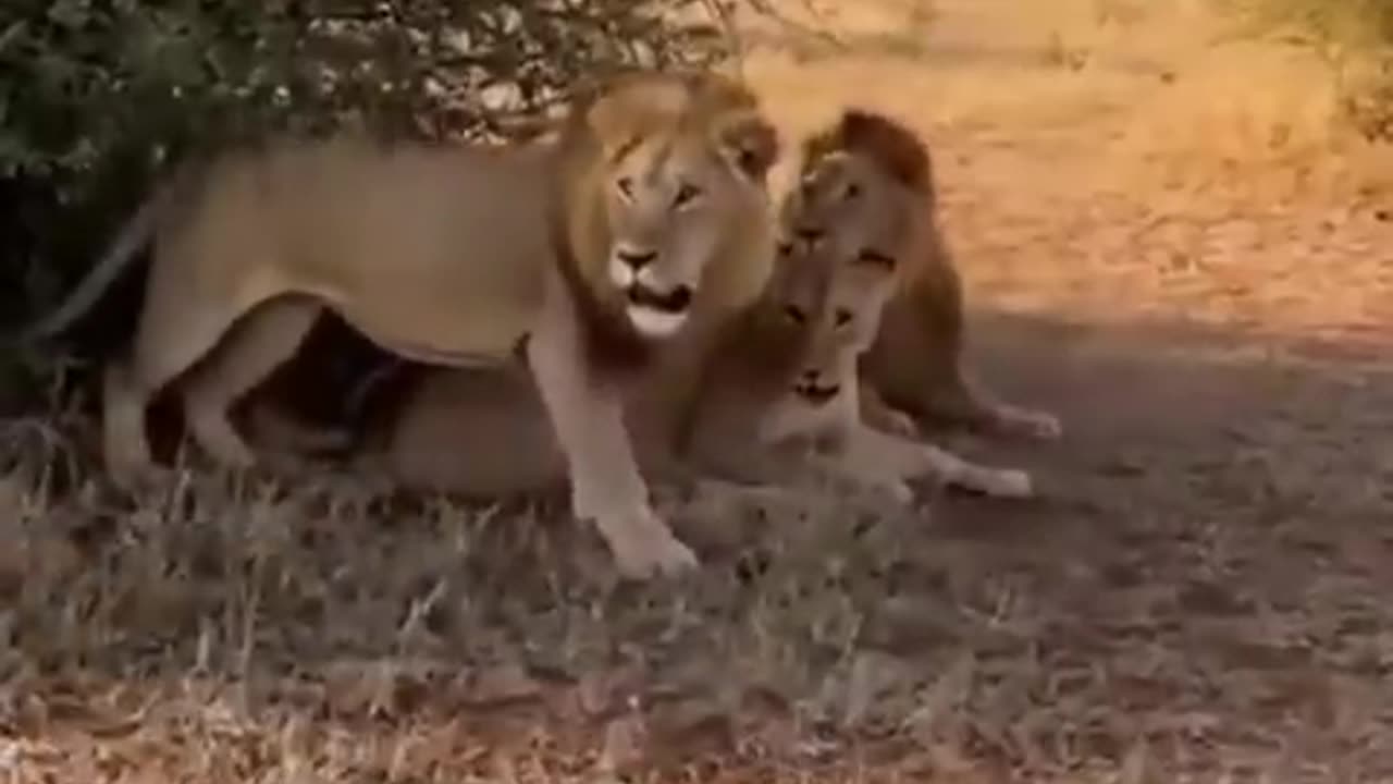 when you have rich dad..🦁🥰