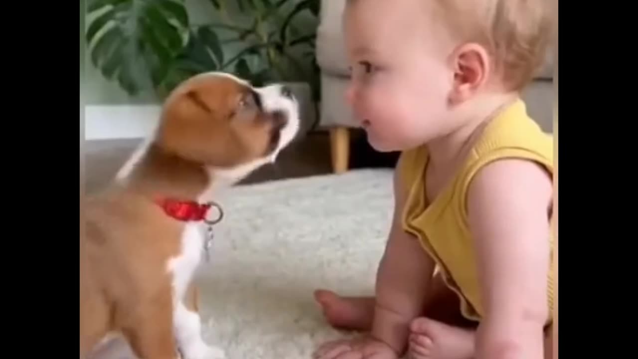 Puppy and baby dailogue...