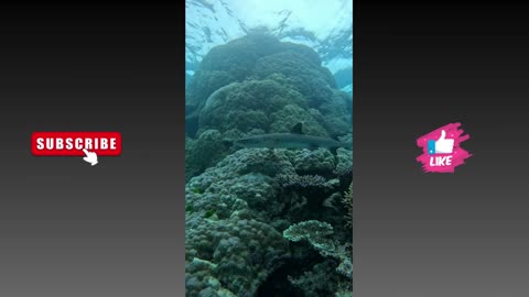 Encounters with a white tip reef shark on a recent dive