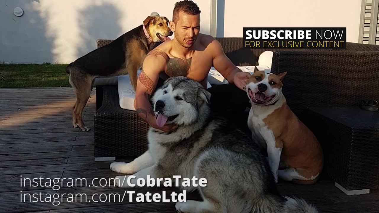 Top 5 reason why you should never have a cat | Episode #75 #andrewtate #tatespeech