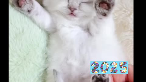 Cute baby cat 🐈 ❤️🤩 2025 ( Must watch )