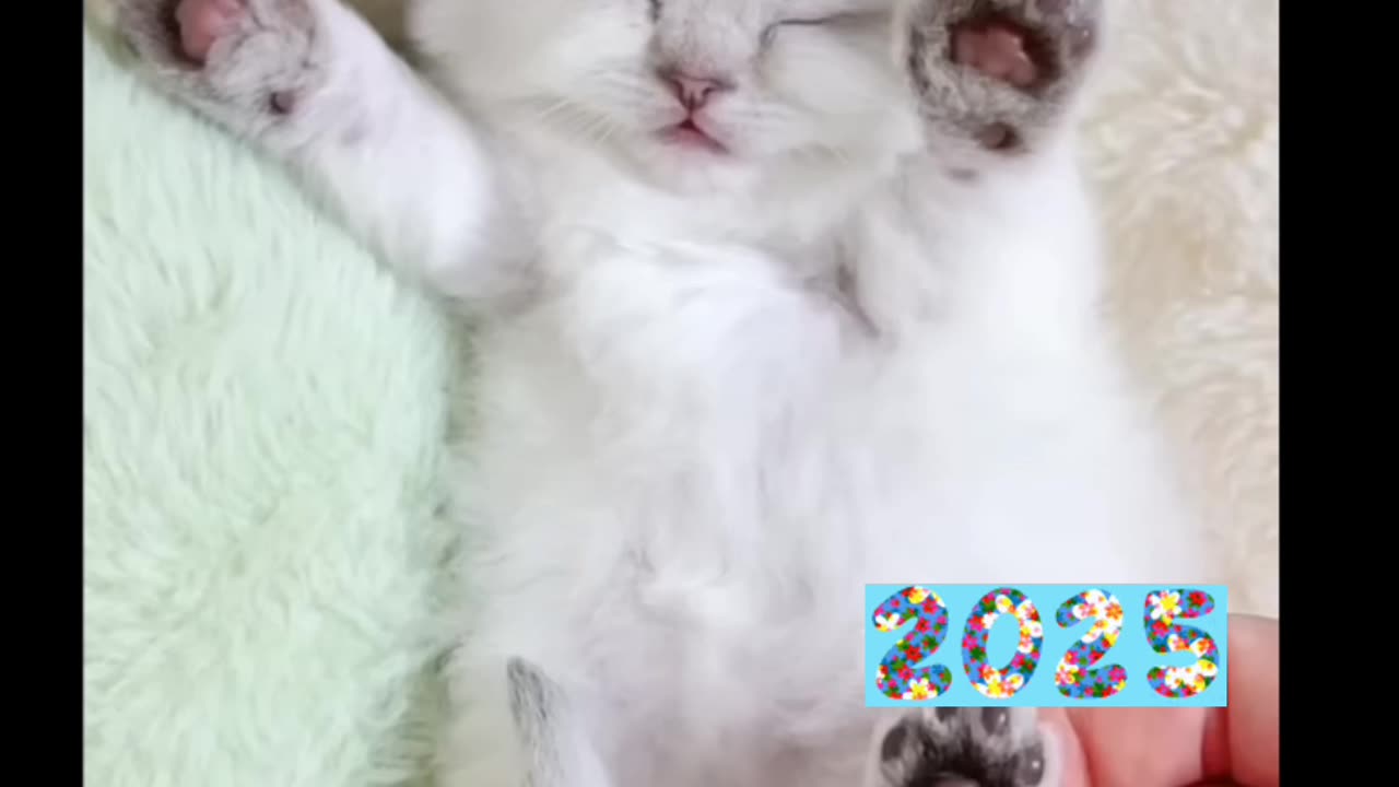 Cute baby cat 🐈 ❤️🤩 2025 ( Must watch )