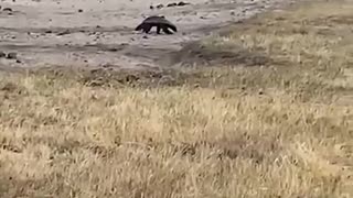 🤯🔥 You Won't Believe What This Honey Badger Did! | FunFM