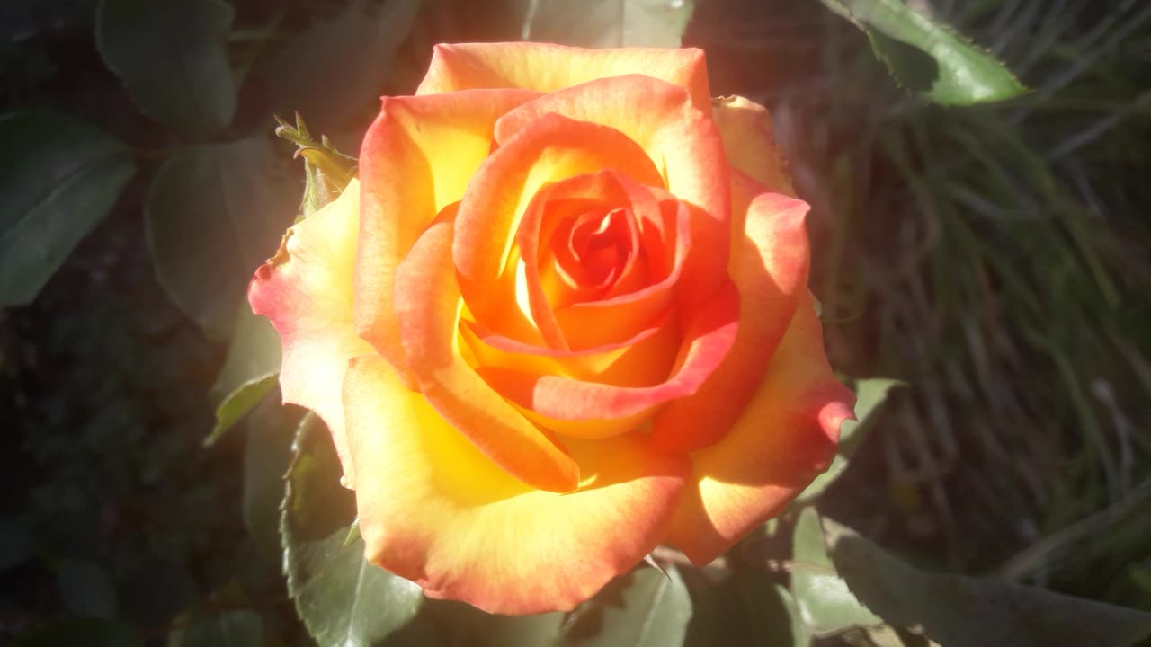 A rose that glows from within