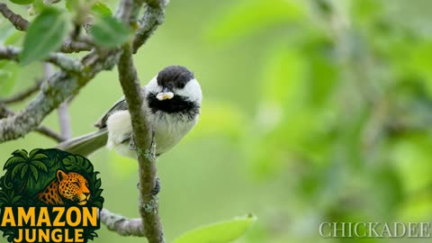 Chickadee – The Cheerful Songbird of the Forest 🌲🐦 | Amazon Jungle