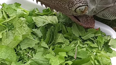 Summer Stuffing...