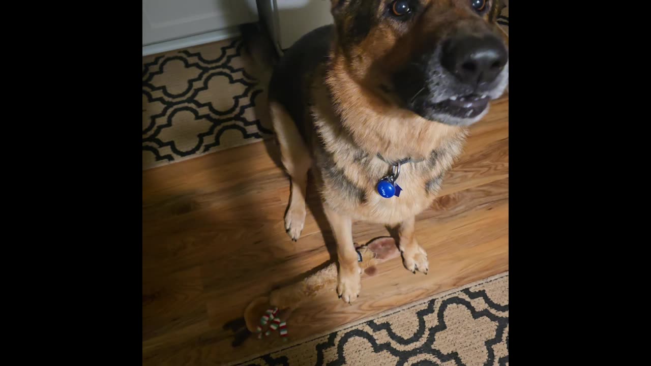 Virgil german shepherd.