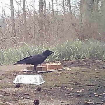 EA S191 - The Crows Know