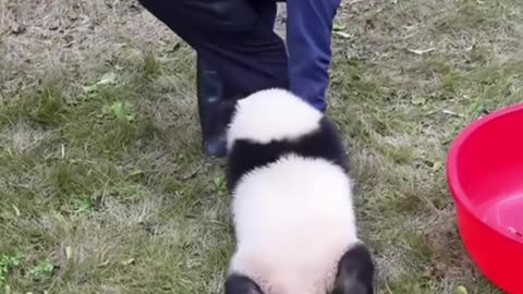 cute panda
