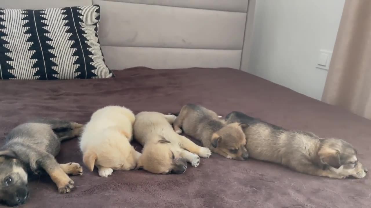 Abandoned Puppies after meeting with us got a new home