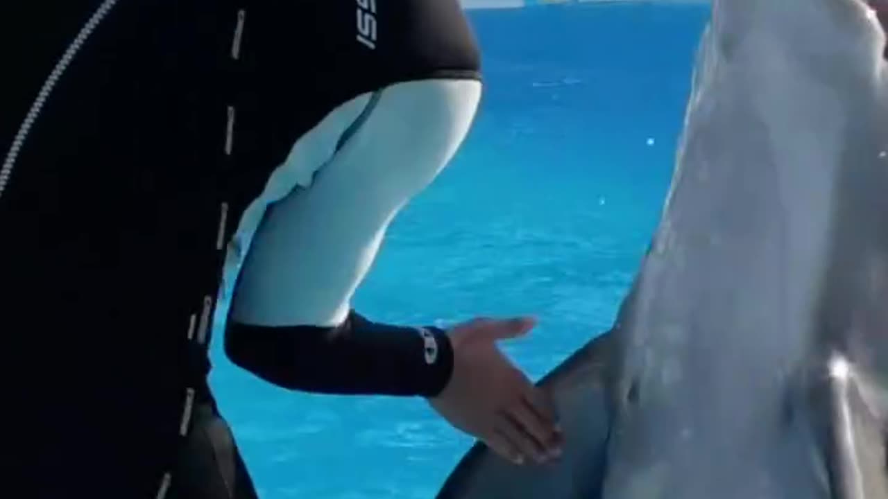 Smart and cute dolphin