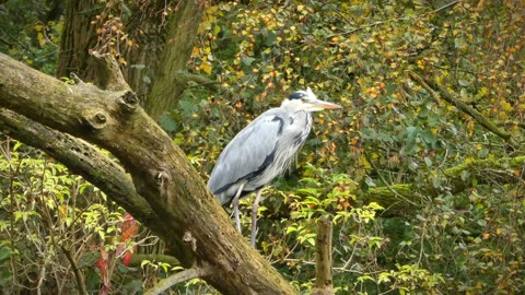 ASMR, Bird Sounds, Forrest Sounds, Calm Piano, Nature's White Noise, Sleep Sounds